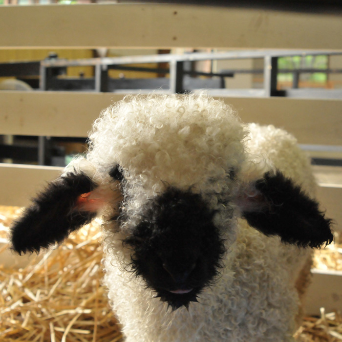 Valley Blacknose Sheep, the "Cutest Sheep in the World," open to the public for a limited time.